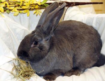 blue flemish giant