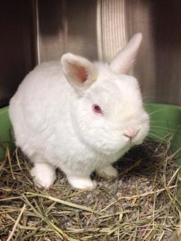 White netherland dwarf store bunny