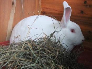 new zealand rabbit care