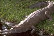 False Gharial Crocodilian