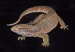 Savanna Monitor Lizard