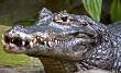 Yacare Caiman Crocodilian