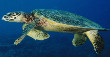 Hawksbill  (Thermochemical imbricate)