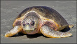 Sea turtles Nesting Behaviors