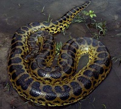 Anaconda Snake Knowledge Base Lookseek Com