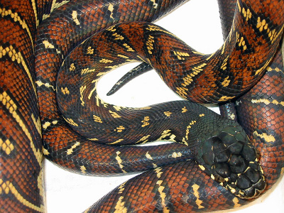 boelen python snake snakes lookseek category