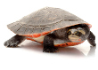 Red-bellied Short-necked Turtle