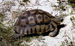 South African Bowsprit Tortoise