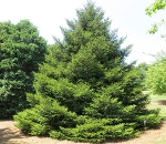 ConiferousTrees