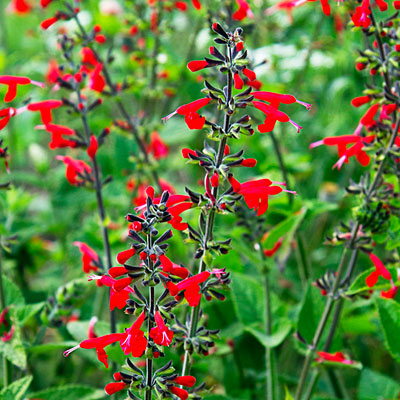 Pinapple Sage Plant - Knowledge Base LookSeek.com