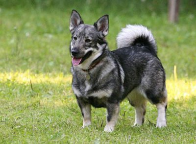 Swedish Vallhund Dog - Knowledge Base LookSeek.com