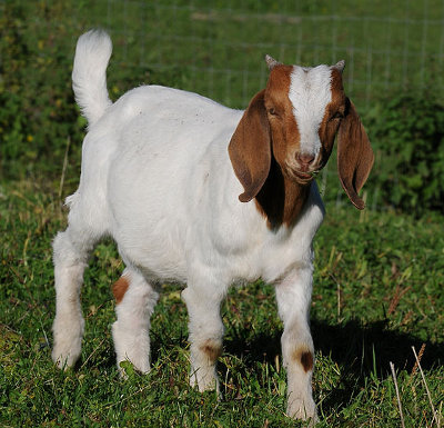 Boer Goat - Knowledge Base LookSeek.com